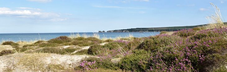 Studland Beach Day