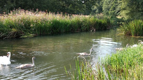 Naturist picnic, sunbathing and skinny dipping Elstead