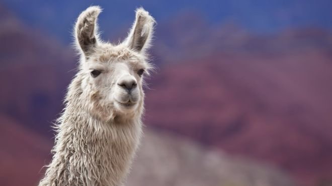 Naturist Llama Park Visit and Dining