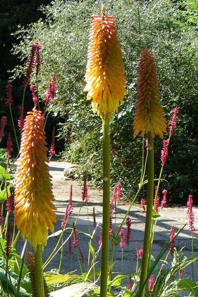 The Gibberd Garden