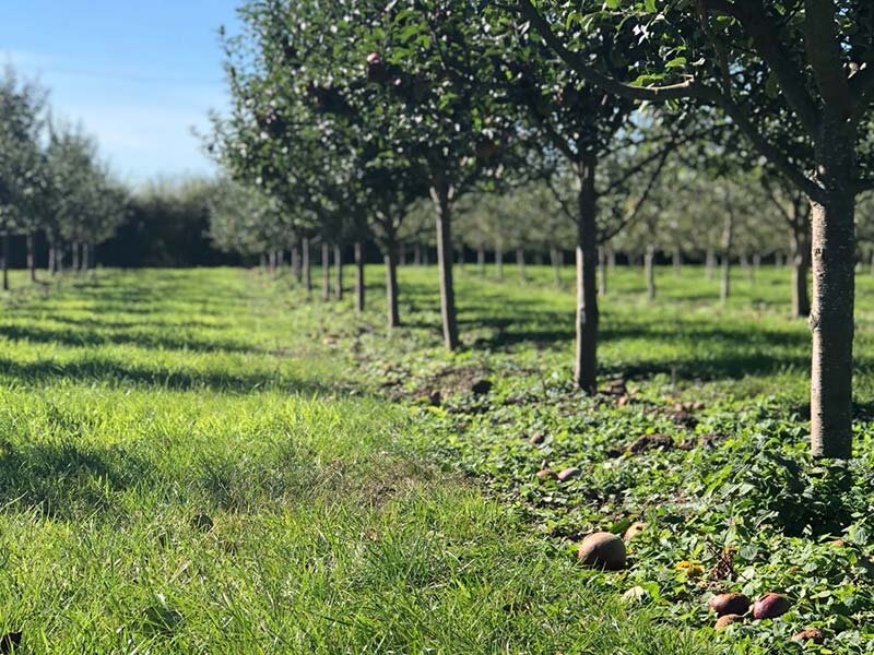 big_bear_cider_essex_apple_trees_2.jpg.648c35a1152a94f68f23abdfadc4ac15.jpg