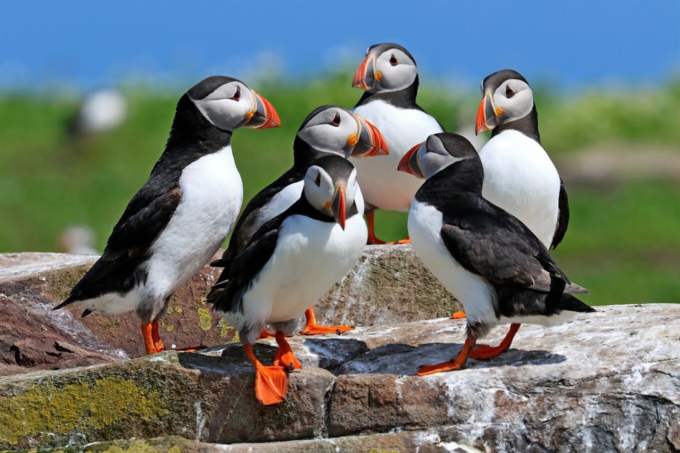 Seahouses and Farne islands Naturist Boat Trip
